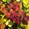 Cercis Canadensis Eternal Flame - Gainier Du Canada -Le Jardin Secret Boutique Cercis canadensis Eternal Flame Gainier du Canada copyright 16575 1