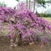 Cercis Canadensis Traveller - Arbre De Judée -Le Jardin Secret Boutique Cercis canadensis Traveller 86398 1