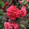 Cognassier Du Japon Pink Storm - Chaenomeles Speciosa -Le Jardin Secret Boutique Chaenomeles speciosa Pink Storm 82557 1