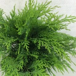 Cyprès De Lawson - Chamaecyparis Lawsoniana Mini Globus