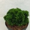Faux Cyprès Du Japon - Chamaecyparis Obtusa Juniperoides 1 Faux Cyprès Du Japon - Chamaecyparis Obtusa Juniperoides -Le Jardin Secret Boutique Chamaecyparis obtusa Juniperoides 630002 1