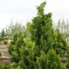 Chamaecyparis Obtusa Nana Gracilis - Faux Cyprès Du Japon -Le Jardin Secret Boutique Chamaecyparis obtusa Nana Gracilis 0633002 1