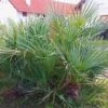 Chamaerops Humilis Cerifera - Palmier Nain Bleuté 2 Chamaerops Humilis Cerifera - Palmier Nain Bleuté -Le Jardin Secret Boutique Chamaerops humilis Cerifera 82193 1