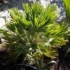 Chamaerops Humilis Vulcano - Palmier Nain -Le Jardin Secret Boutique Chamaerops humilis Vulcano 82194 1
