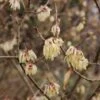 Chimonanthus Praecox Grandiflorus -Le Jardin Secret Boutique Chimonanthus praecox Grandiflorus 82345 1