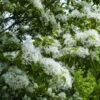 Chionanthus Retusus - Arbre De Neige -Le Jardin Secret Boutique Chionanthus retusus 83996 1