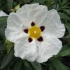 Cistus Alan Fradd - Ciste Pourpre à Fleurs Blanches. -Le Jardin Secret Boutique Cistus Alan Fradd 83037 1