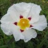 Cistus (x) Loretii - Ciste à Feuilles étroites -Le Jardin Secret Boutique Cistus x loretii 83260 1