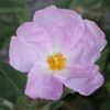 Cistus Argenteus Peggy Sammons - Ciste Hybride -Le Jardin Secret Boutique Cistus argenteus Peggy sammons 82195 1