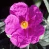 Cistus Pulverulentus Sunset - Ciste Pulvérulent -Le Jardin Secret Boutique Cistus pulverulentus Sunset 7901 1
