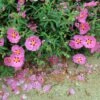 Cistus Purpureus Betty Taudevin - Ciste Pourpre 1 Cistus Purpureus Betty Taudevin - Ciste Pourpre -Le Jardin Secret Boutique Cistus x purpureus Betty Taudevin 100248 1