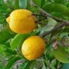 Cédratier - Citrus Medica -Le Jardin Secret Boutique Citrus medica 87374 1