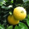 Oranger - Citrus Sinensis Washington Navel -Le Jardin Secret Boutique Citrus sinensis Washington Navel 85032 1