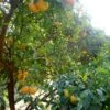 Mandarinier Satsuma - Citrus Unshiu 2 Mandarinier Satsuma - Citrus Unshiu -Le Jardin Secret Boutique Citrus unshiu 83371 1