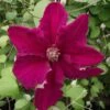 Clématite - Clematis Ernest Marckham 2 Clématite - Clematis Ernest Marckham -Le Jardin Secret Boutique Clematis Ernest Marckham 681496 1