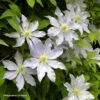 Clématite - Clematis Etoile Nacrée -Le Jardin Secret Boutique Clematis Etoile Nacree 87833 1