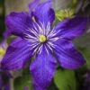 Clématite - Clematis Rhapsody -Le Jardin Secret Boutique Clematis Rhapsody copyright 10116711 1