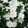 Clématite - Clematis Diversifolia White Arabella -Le Jardin Secret Boutique Clematis diversifolia White Arabella 89513 1