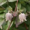 Clématite - Clematis Fusca