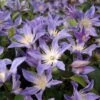 Clématite - Clematis Integrifolia Blue River -Le Jardin Secret Boutique Clematis integrifolia Blue River IF 1009691 1