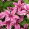 Clématite Integrifolia Saphyra Duo Rose -Le Jardin Secret Boutique Clematis integrifolia Saphyra Duo Rose 85474 1