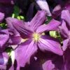 Clématite - Clematis Jackmanii Purpurea 2 Clématite - Clematis Jackmanii Purpurea -Le Jardin Secret Boutique Clematis jackmanii Purpurea Zojapur 81381 1
