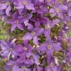 Clématite - Clematis Viticella Sunny Sky -Le Jardin Secret Boutique Clematis viticella Sunny Sky 81376 1