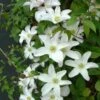 Clématite - Clematis Huldine -Le Jardin Secret Boutique Clematite Clematis Huldine IF 6813111 1