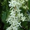 Clématite - Clematis Armandii Little White Charm -Le Jardin Secret Boutique Clematite Clematis armandii Little White Charm IF 6813641 1