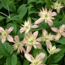 Clématite - Clematis Montana Marjorie