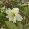 Clématite Montana Starlet White Perfume -Le Jardin Secret Boutique Clematite Clematis montana Starlet White Perfume copyright 18281 1