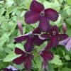 Clématite - Clematis Viticella Black Prince -Le Jardin Secret Boutique Clematite Clematis viticella Black Prince IF 6814941 1