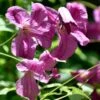 Clématite - Clematis Viticella Krakowiak -Le Jardin Secret Boutique Clematite Clematis viticella Krakowiak copyright 8785031 1