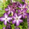 Clématite - Clematis Venosa Violacea -Le Jardin Secret Boutique Clematite Venosa 681438 1