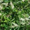 Clethra Alnifolia -Le Jardin Secret Boutique Clethra alnifolia 781577 1