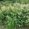 Clethra Alnifolia Hummingbird -Le Jardin Secret Boutique Clethra alnifolia Hummingbird 84000 1