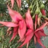 Clianthus Puniceus Flamingo - Pince De Homard -Le Jardin Secret Boutique Clianthus puniceus Flamingo 85289 1