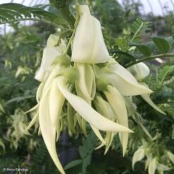 Clianthus Puniceus White Heron - Pince De Homard
