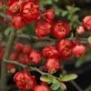 Cognassier Du Japon Red Joy - Chaenomeles Superba -Le Jardin Secret Boutique Cognassier superba red joy 9566 1