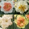 Collection Narcisses Papillons -Le Jardin Secret Boutique Collection Narcisses Papillons 82853 1