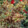 Coprosma Repens Pink Splendor 1 Coprosma Repens Pink Splendor -Le Jardin Secret Boutique Coprosma repens Pink Splendor LD 18454 1