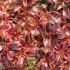 Coprosma (x) Repens Fire Burst 1 Coprosma (x) Repens Fire Burst -Le Jardin Secret Boutique Coprosma x repens Fire Burst IF 16236 1