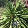 Cordyline Ti Tawhiti 2 Cordyline Ti Tawhiti -Le Jardin Secret Boutique Cordyline Ti Tawhiti LD 18255 1