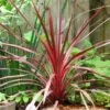 Cordyline Australis Cherry Sensation