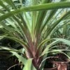 Cordyline Australis Peko -Le Jardin Secret Boutique Cordyline australis Peko copyright 8998111 1
