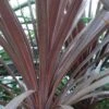 Cordyline Australis Red Star -Le Jardin Secret Boutique Cordyline australis Red Star 7900 1