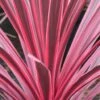 Cordyline Australis Sunrise 2 Cordyline Australis Sunrise -Le Jardin Secret Boutique Cordyline australis Sunrise 81583 1