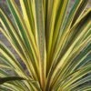 Cordyline Australis Torbay Dazzler -Le Jardin Secret Boutique Cordyline australis Torbay Dazzler 83280 1
