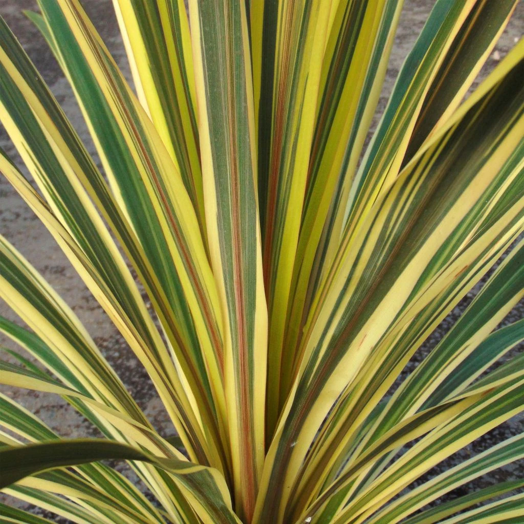 Cordyline Australis Torbay Dazzler 3 Cordyline Australis Torbay Dazzler