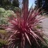Cordyline Banksii Electric Pink -Le Jardin Secret Boutique Cordyline banksii Electric Pink 100458 1